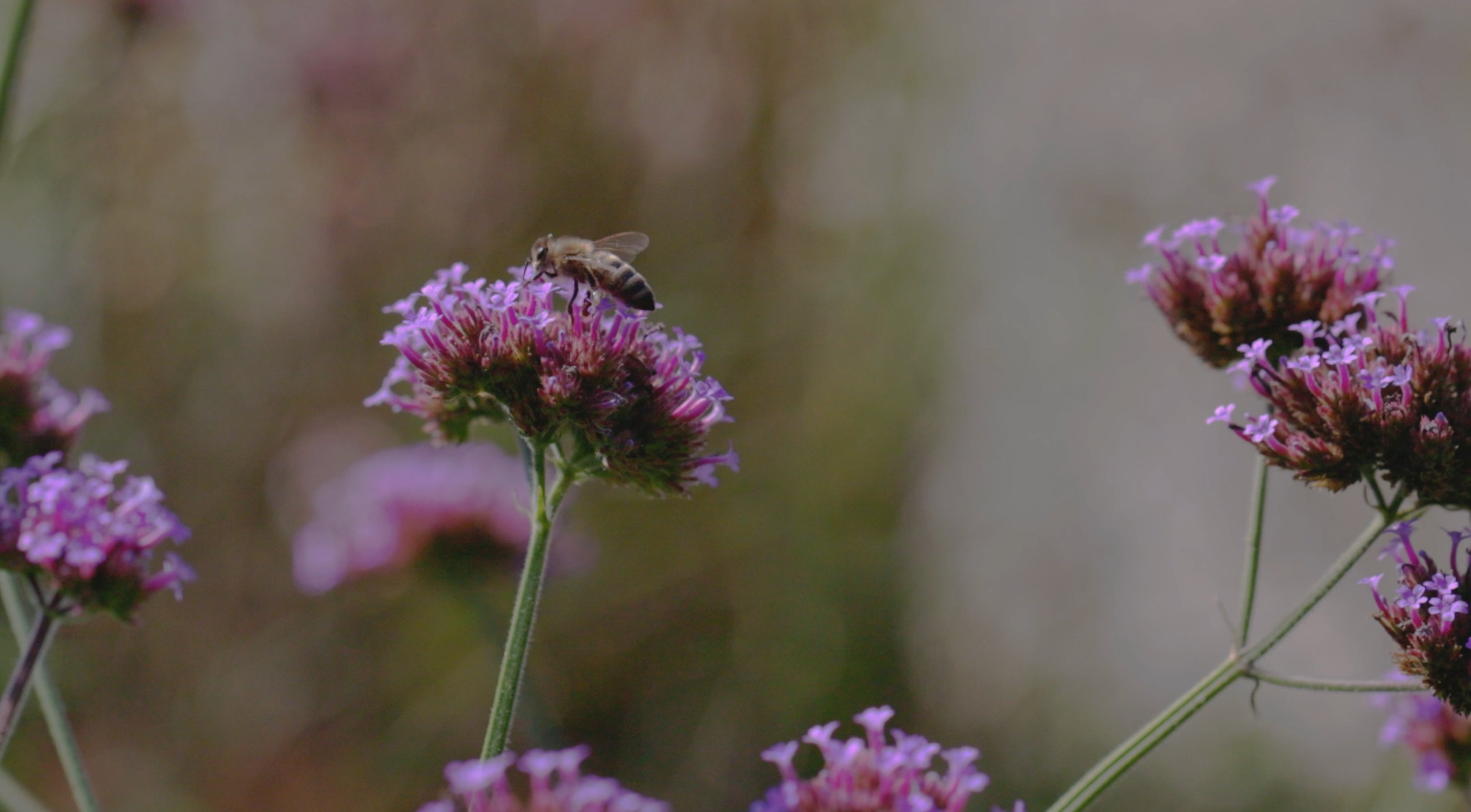 Biene auf Blüte